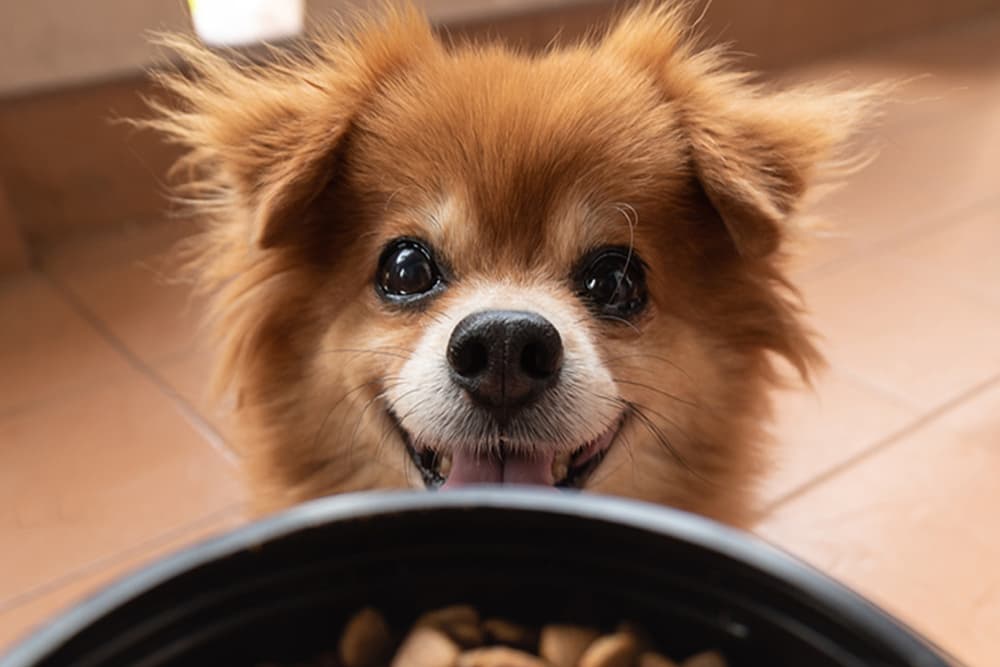 dog happily looking up over the edge of its bowl as owner is about to set it on the ground