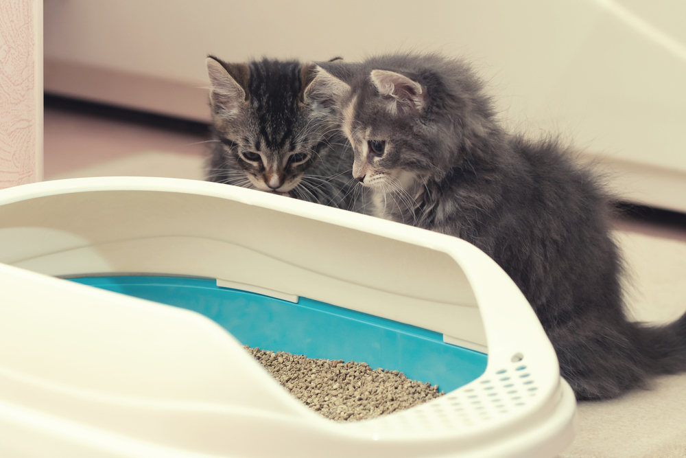 Best Litter Box for Multiple Cats in 2024