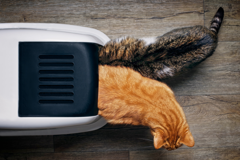 litter box for multiple cats