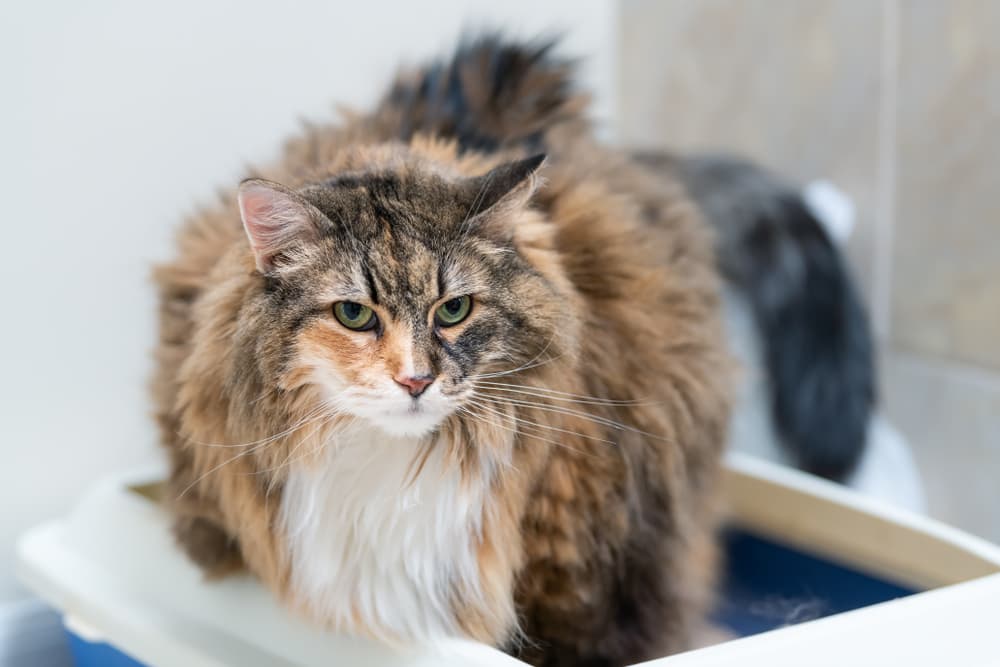 Cat standing in litter box looking uncomfortable