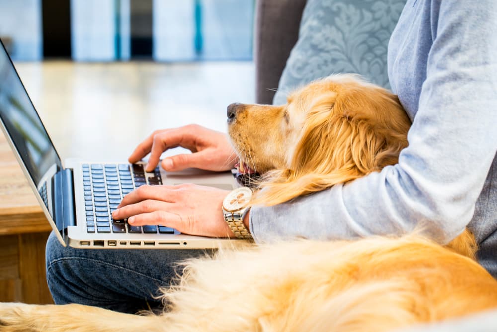 Man with laptop looking for best dog treats for bad breath with dog in lap