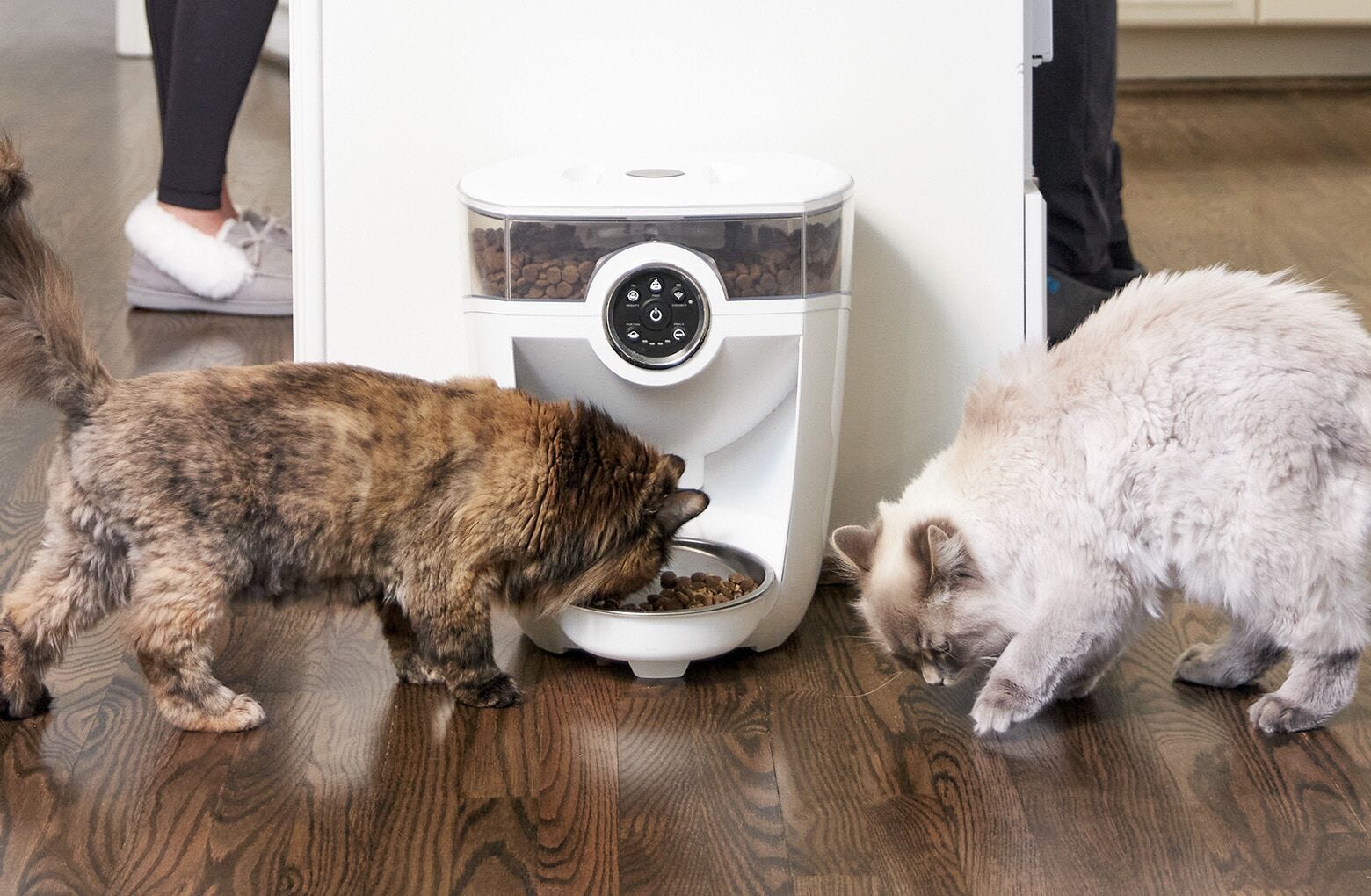 Does this Automatic Pet Feeder Really Work? 