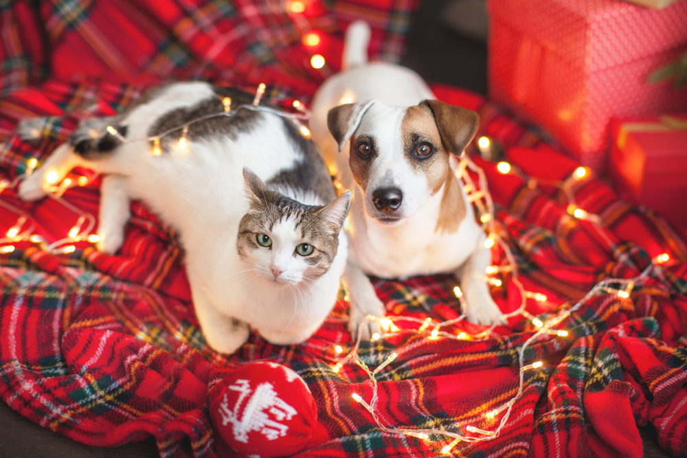 Best Christmas gifts for pets 2023 that dogs and cats will love