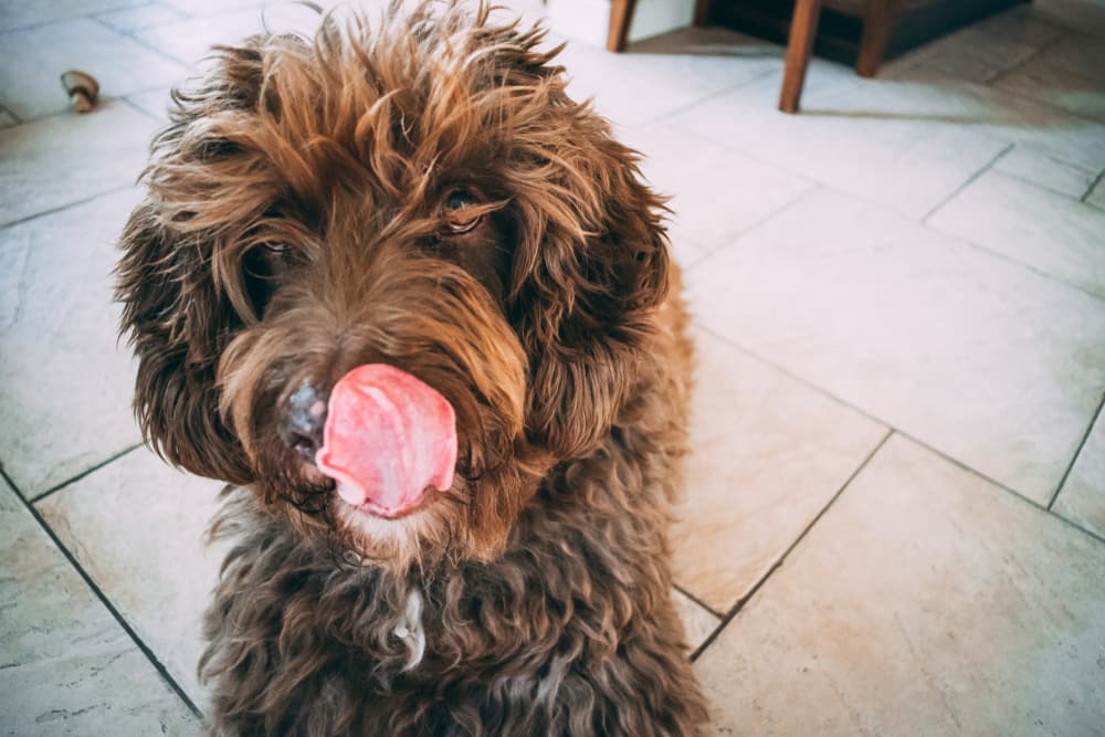 Dog licking lips hungry and excited to eat dinner