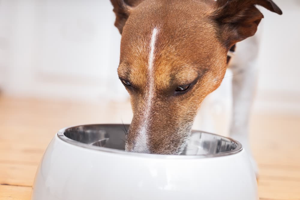 Hungry dog eating instinct raw frozen dog food