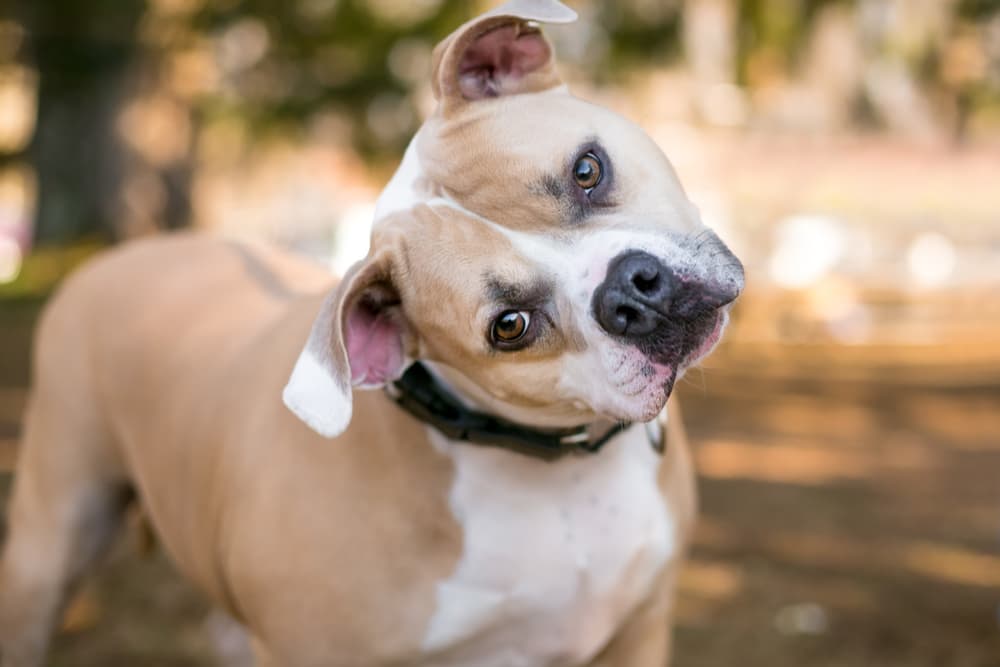 Dog head tilted at camera