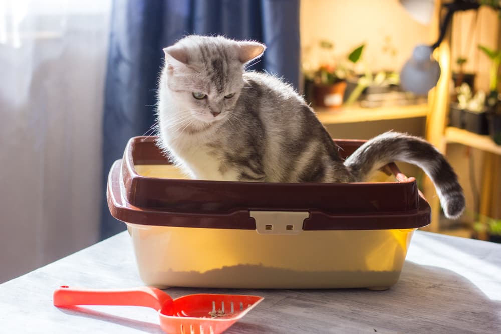 Kitten sitting in litter box next to scoop