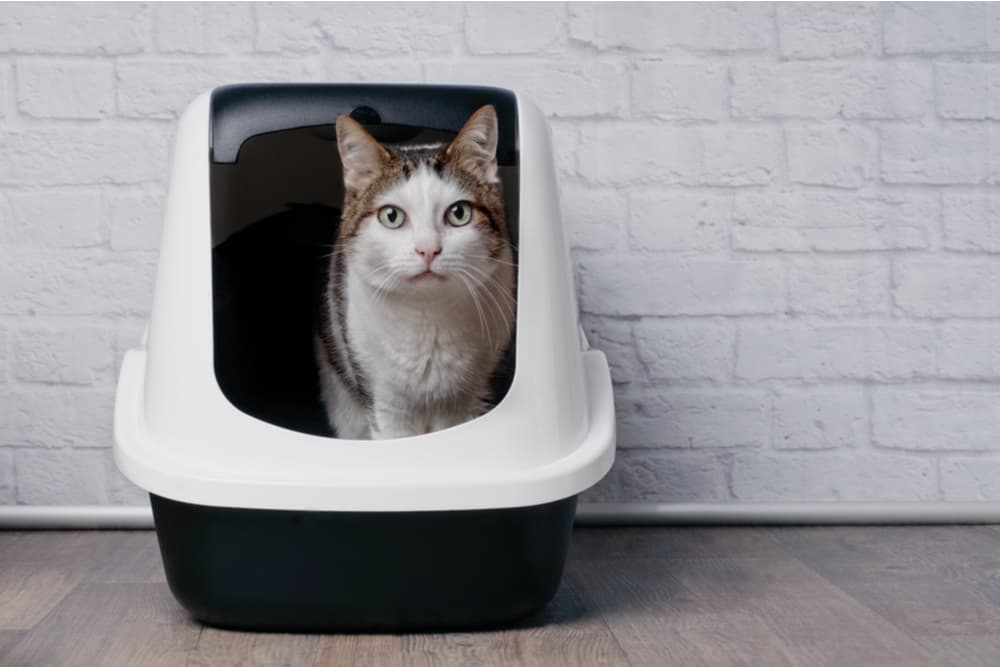 Cat sitting in litter box indoors