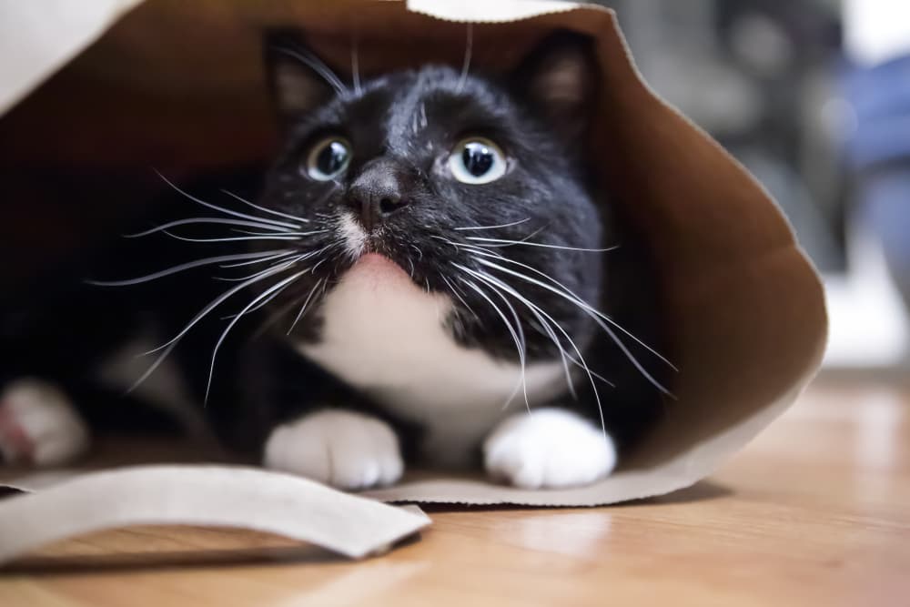 Cute cat sitting in a paper bag looking up