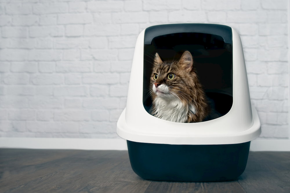 Dog-Proof Litter Boxes: 8 To Keep Canines Out