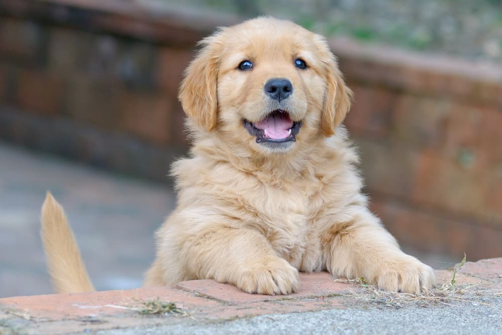 cute puppy dog smiling looking at owner