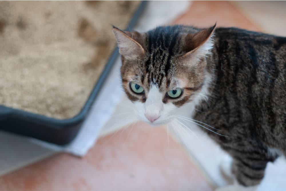 Self-Cleaning Litter Boxes: Pros, Cons, and Top Picks