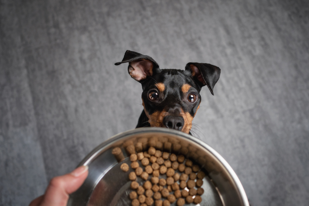 person serving small dog a bowl of small breed dog food