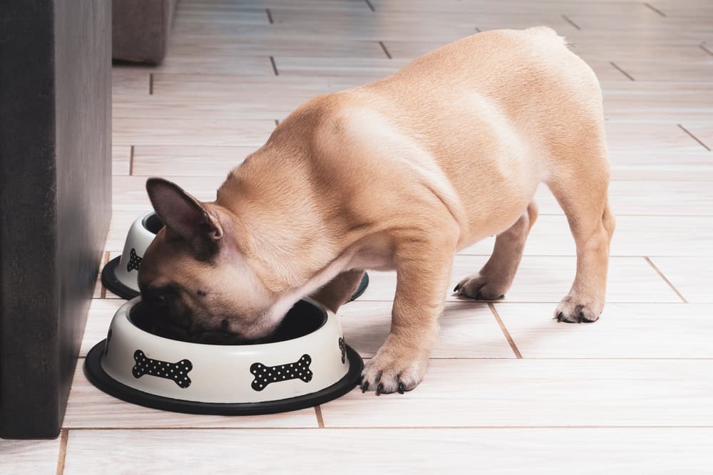 Puppy eating from bowl