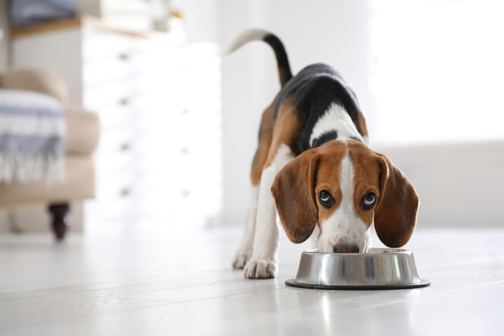 Small Breed Dog Food: What To Look For and Why It Matters