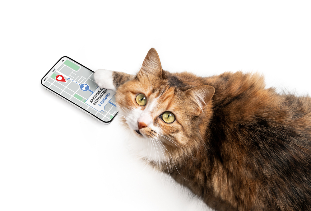 cat with a phone for tracking 