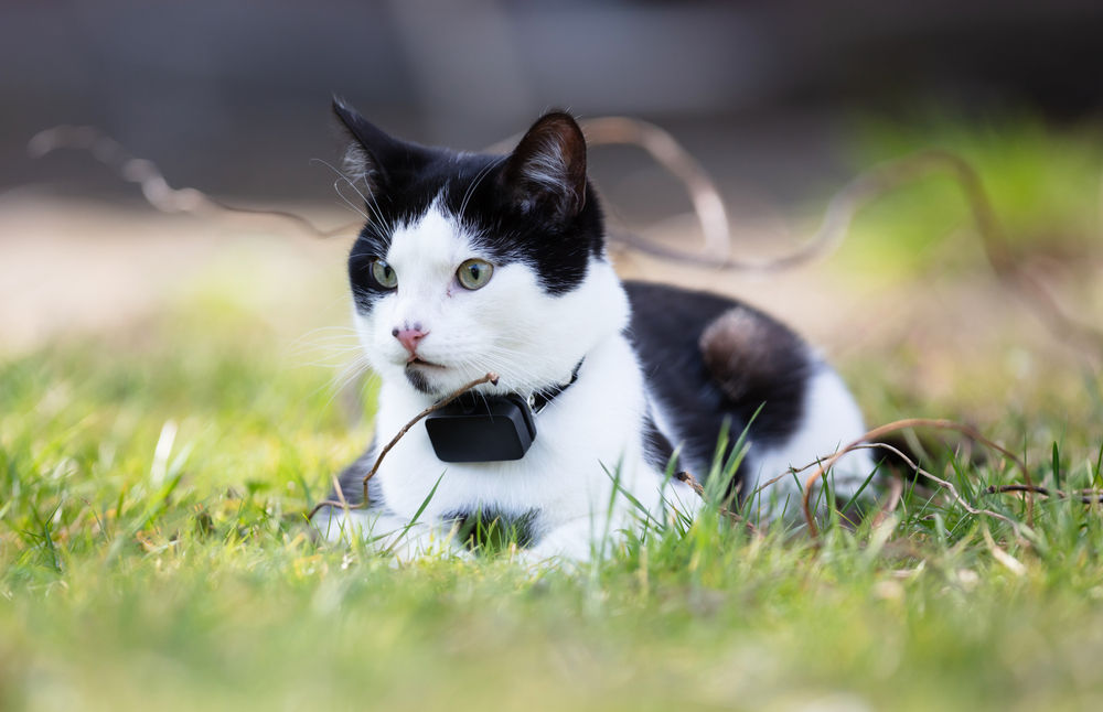 cat outside with a tracking device GPS collar
