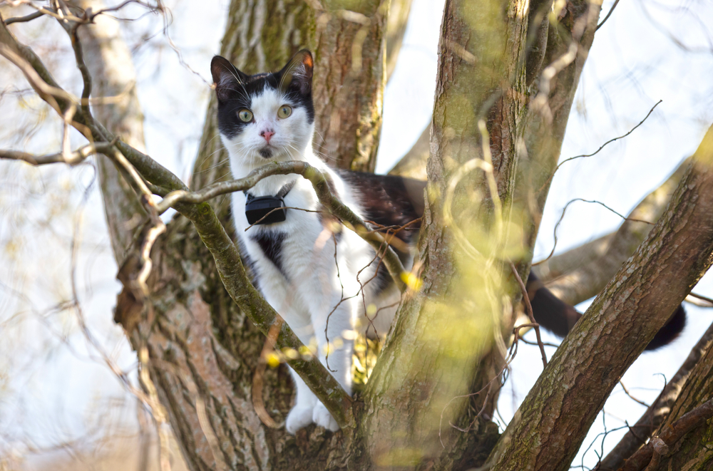 cat in tree wearing trackable collar