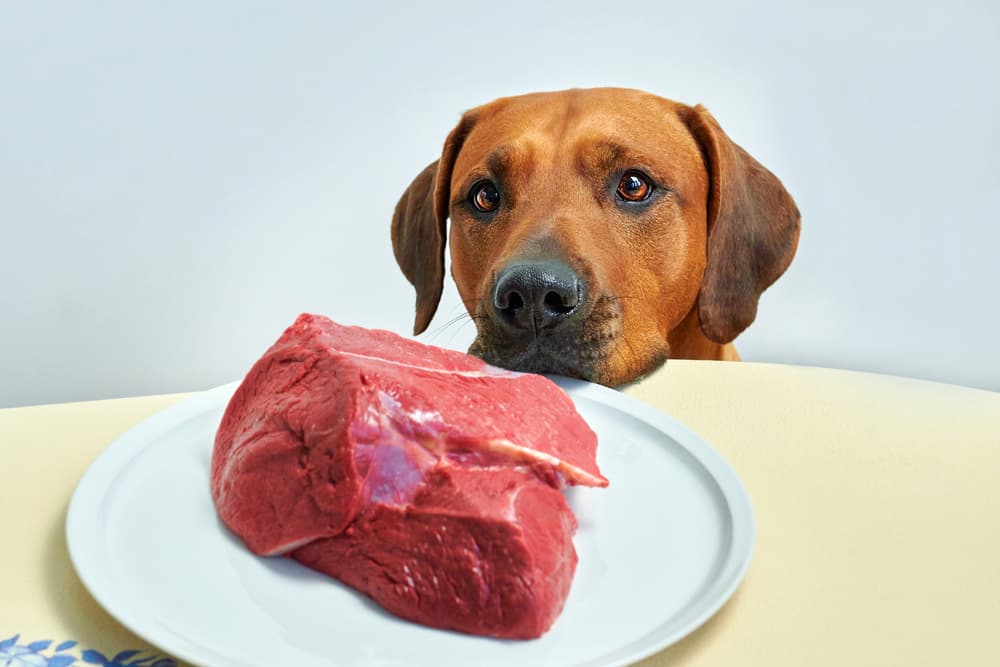 Dog looking at piece of raw meat on table