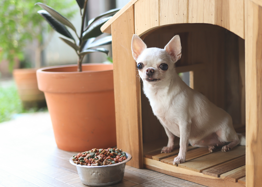 small dog in dog house with bowl of dog food