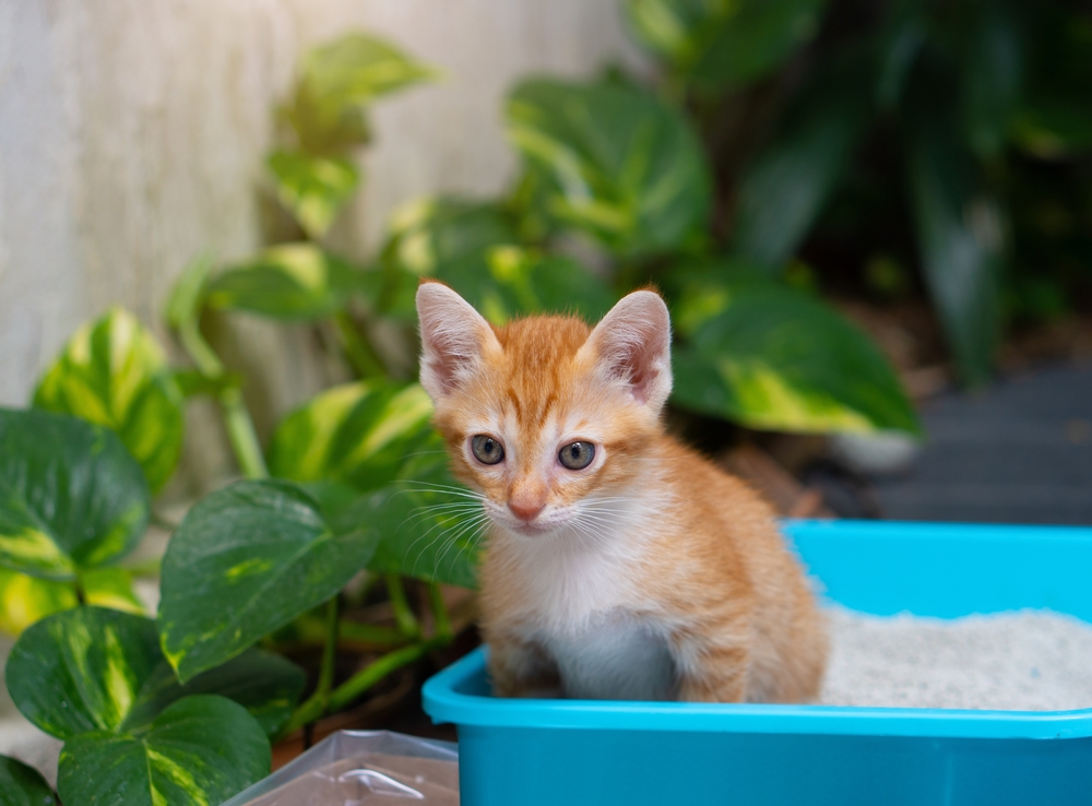 Cats Transport Basket, Boxes Transport Cats