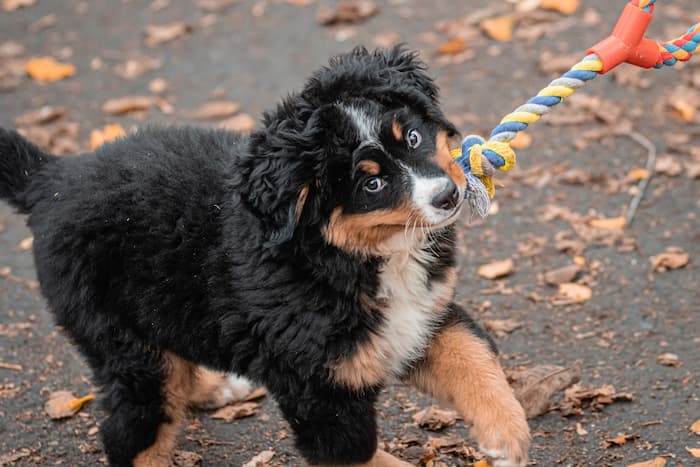 puppy plays with toy