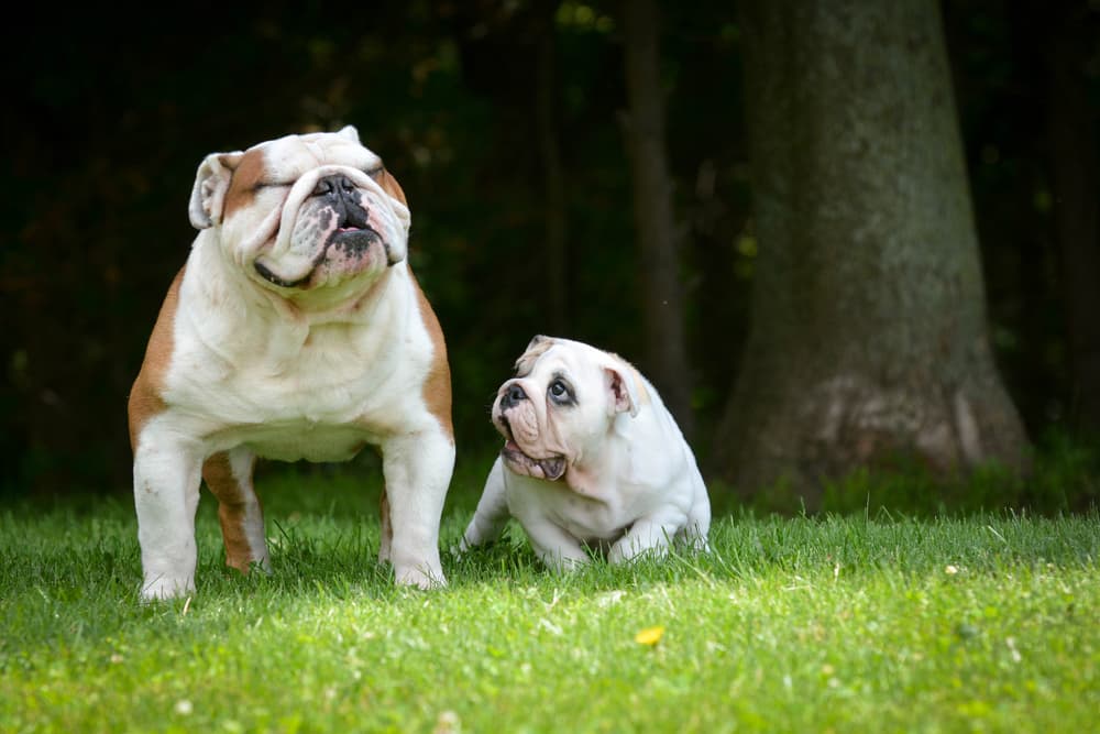 Adult dog and puppy outdoors