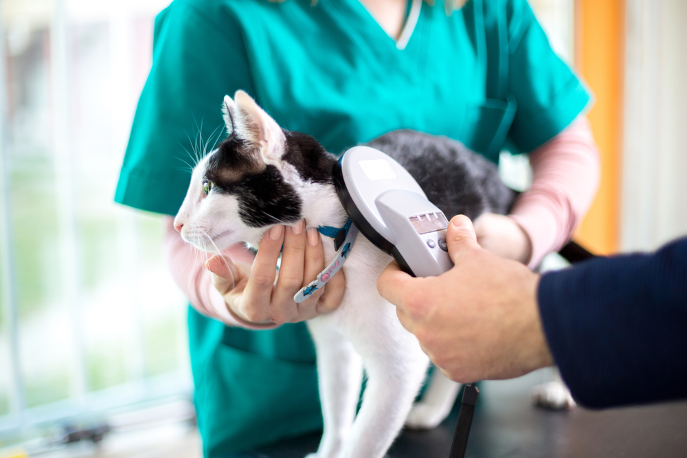 cat getting scanned GPS at veterinarian