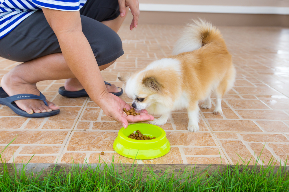 Person feeding small dog food from hand