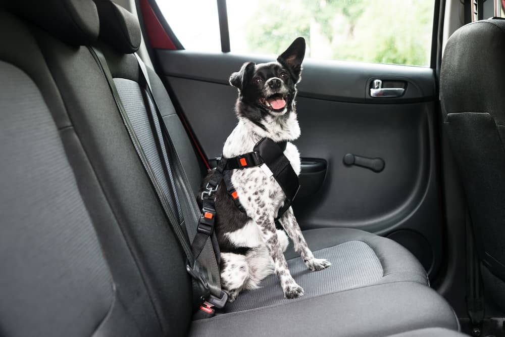 Dog wearing seat belt in car