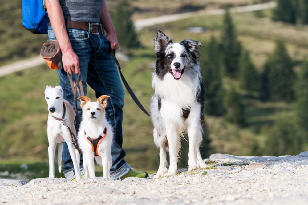 man hiking with dogs in park