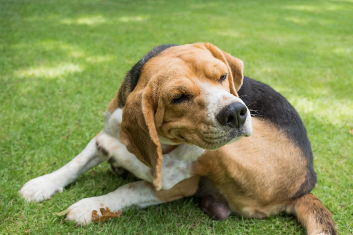 How Enrichment Toys Keep Your Dog Happy and Healthy — Golden Retriever Life