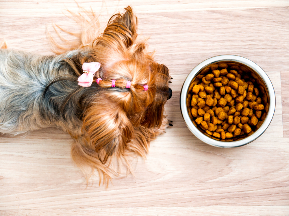 Overhead view of small dog with bowl of food 
