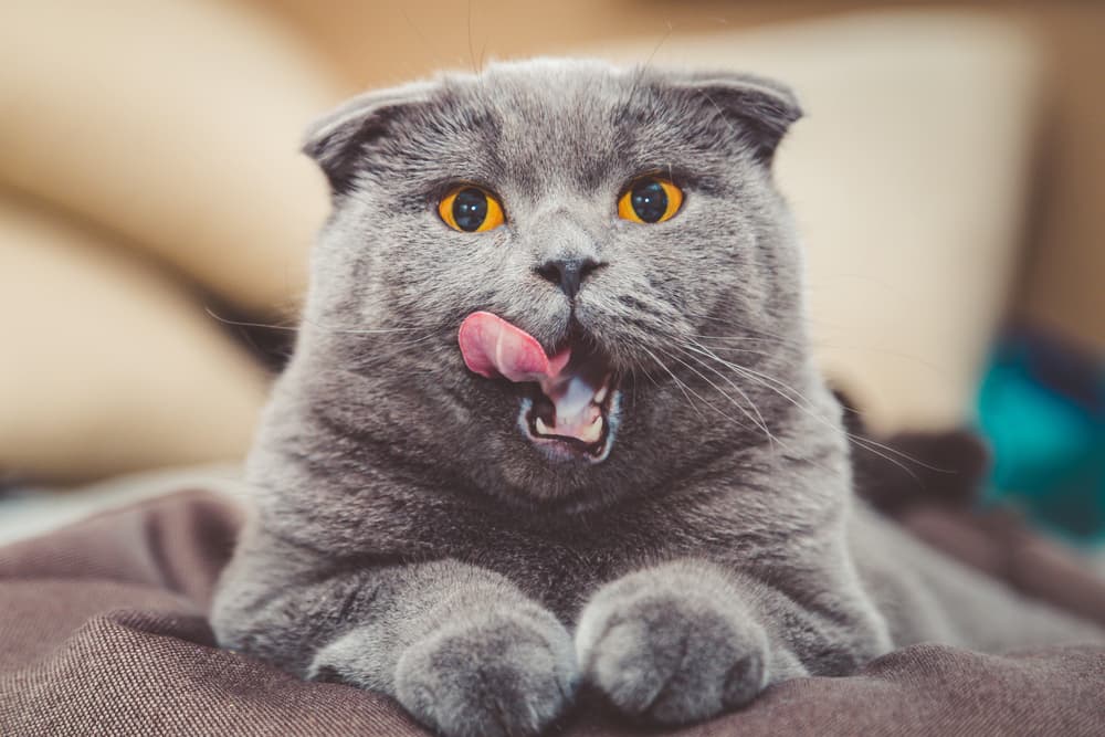 Cat with big tongue out just had a tasty treat