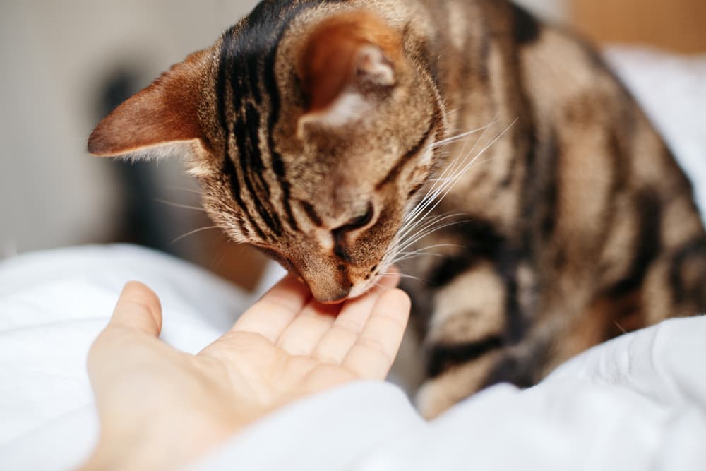 Cat taking a treat from owner