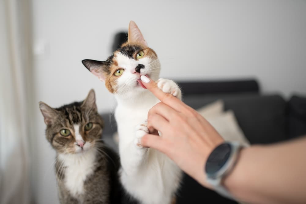 Cat licking owner fingers