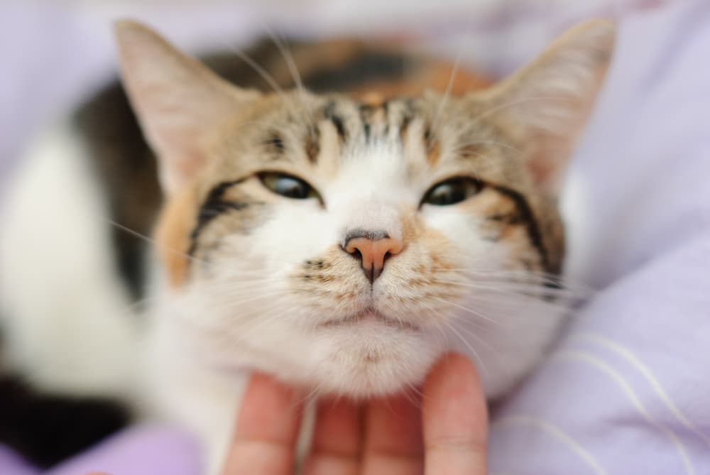 Cat being pet under the chin