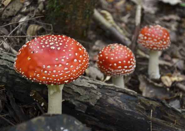Amanita Muscaria — "Fly Agaric" - mushroom poisoning in pets