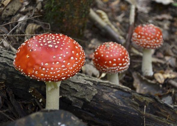 Amanita Muscaria — "Fly Agaric"