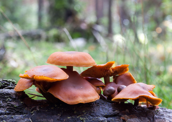 Galerina Marginata — "Autumn Galerina" - mushroom poisoning in pets