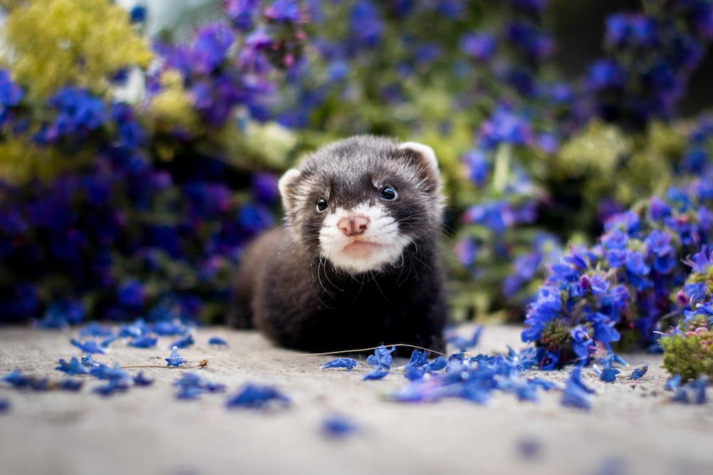 10 Things You Should Know Before Getting a Ferret