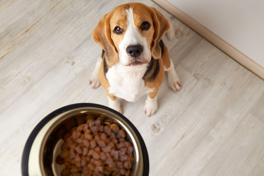 5 Benefits of Air-Dried Dog Food