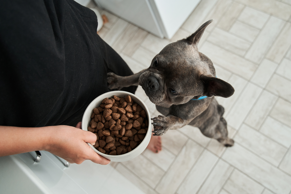 dog looks at bowl of air-dried dog food