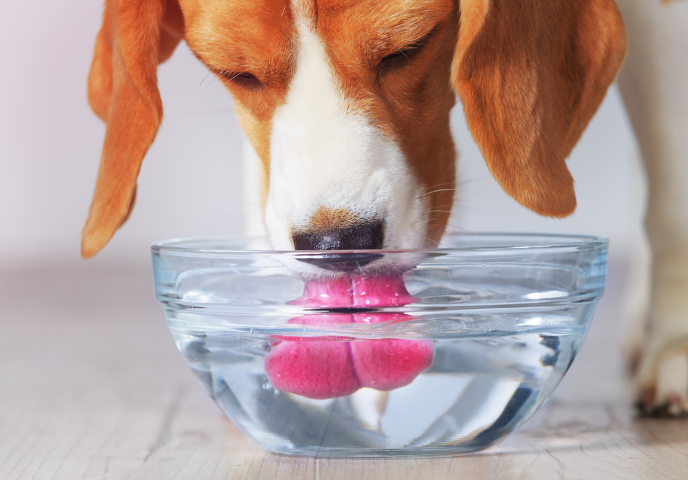 dog drinks from bowl of water