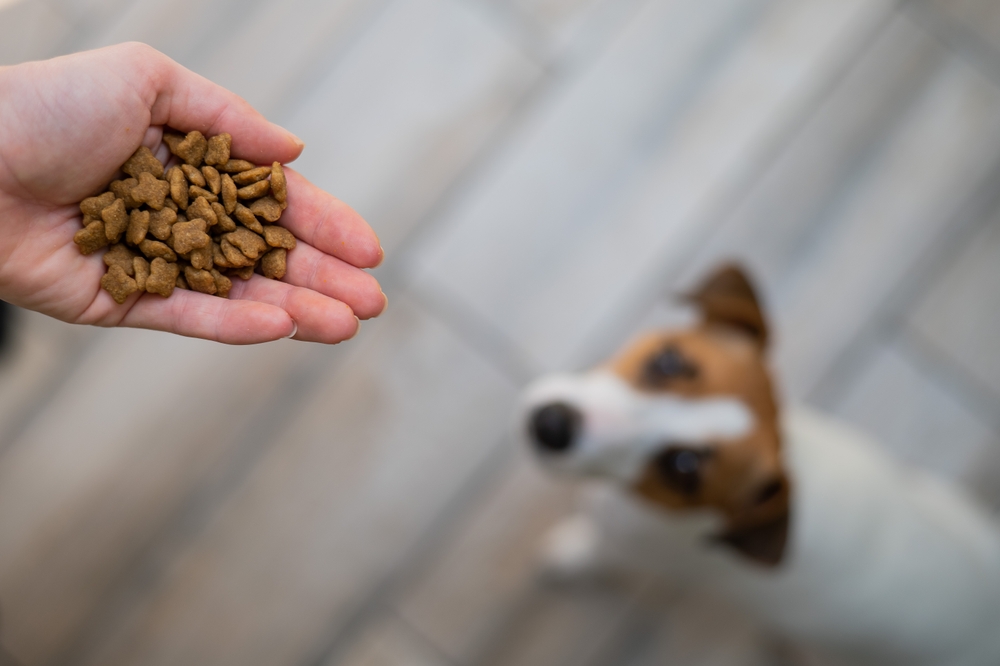 dog looks up at dog food