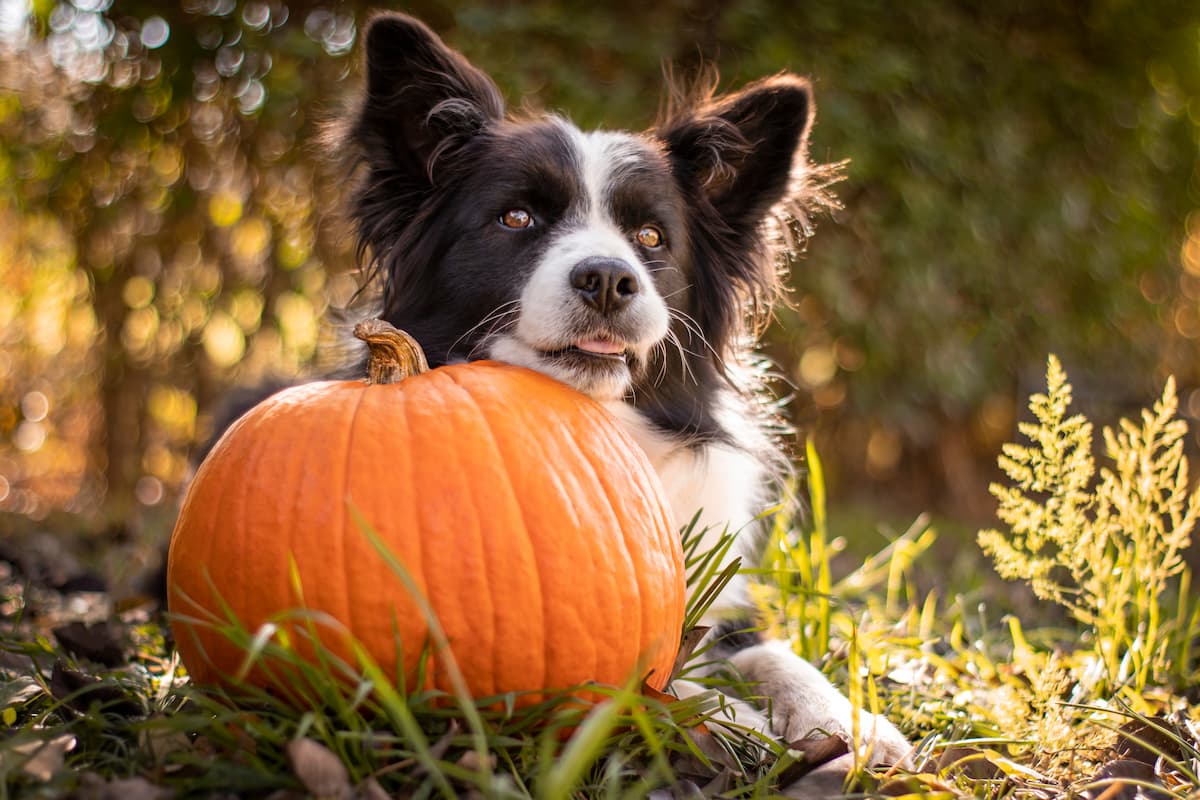 Does Pumpkin Help Dogs Poop?