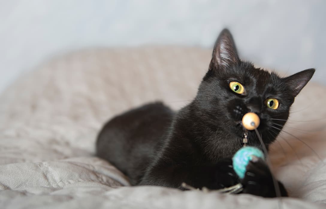 6 Silvervine Cat Toys That Drive Felines Wild