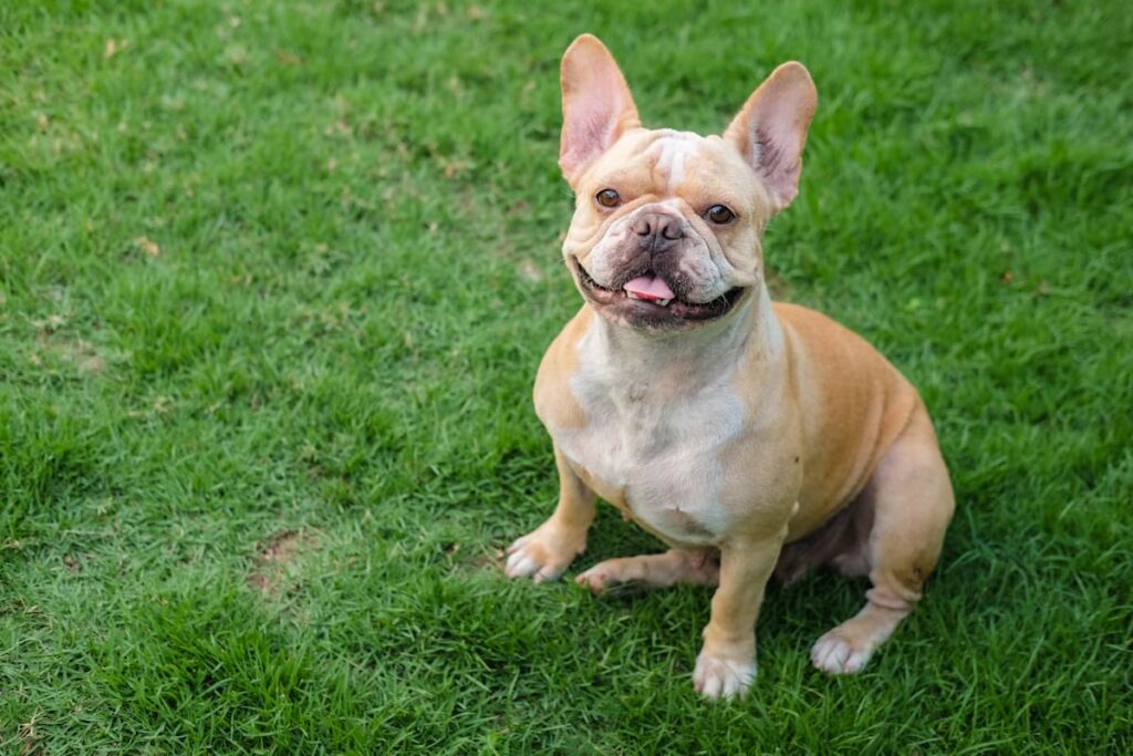 dog smiling in a field