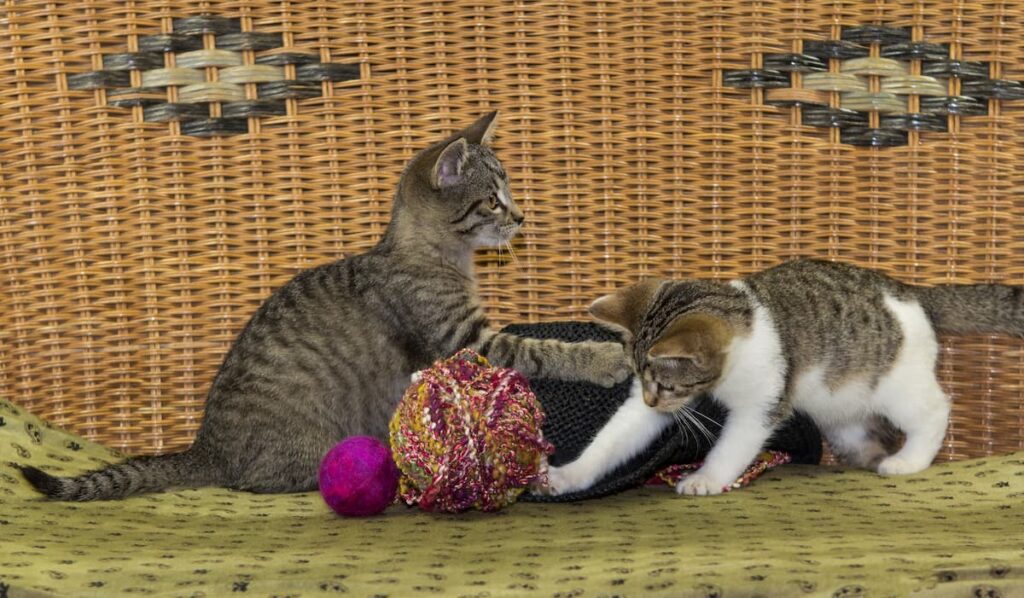 two cats playing with silvervine cat toys