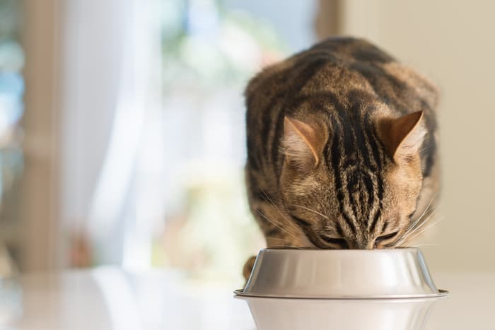 cat eats from a bowl of food